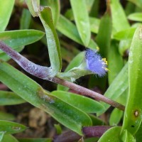 Cyanotis thwaitesii Hassk.